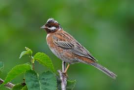 Emberiza leucocephalos 