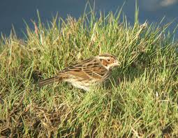 Emberiza pusilla 