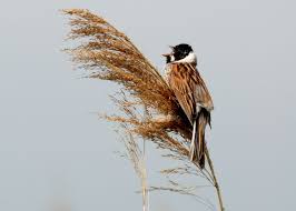 Emberiza schoeniclus 