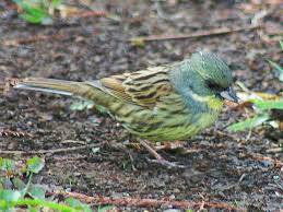 Emberiza spodocephala 
