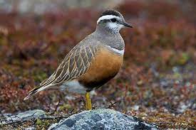 Eudromias morinellus