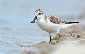 Eurhynorhynchus pygmaeus