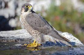 Falco peregrinus