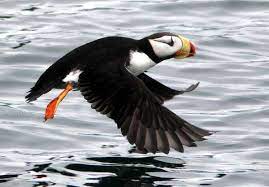 Fratercula corniculata 