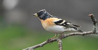 Fringilla montifringilla 