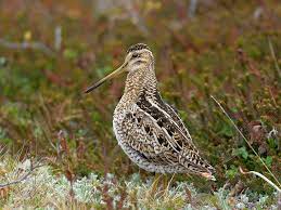 Gallinago hardwickii