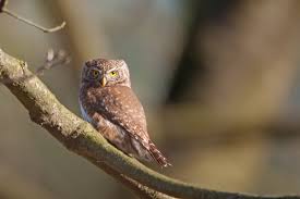 Glaucidium passerinum 