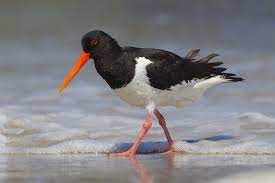 Haematopus ostralegus 