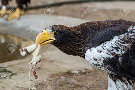 Haliaeetus pelagicus 