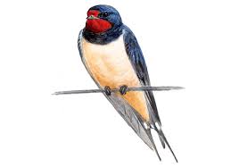 Hirundo rustica 