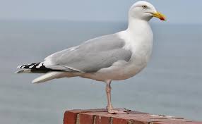 Larus argentatus