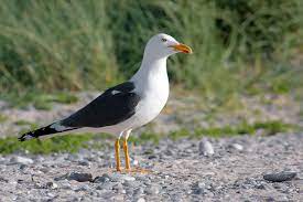 Larus fuscus