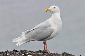 Larus hyperboreus