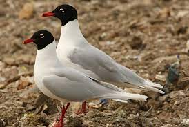 Larus melanocephalus
