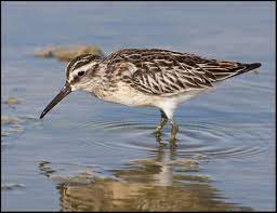 Limicola falcinellus