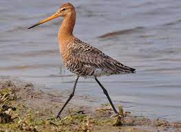 Limosa limosa