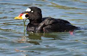 Melanitta perspicillata