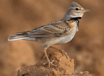 Melanocorypha calandra  