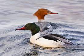 Mergus merganser