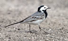 Motacilla alba 