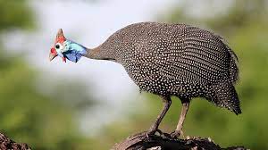 Numida meleagris