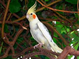 Nymphicus hollandicus