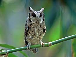 Otus scops