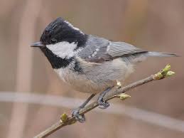 Parus ater