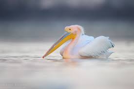 Pelecanus onocrotalus