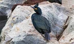 Phalacrocorax aristotelis