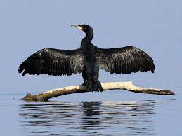 Phalacrocorax carbo