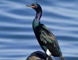 Phalacrocorax pelagicus 