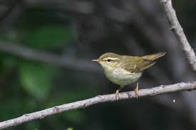 Phylloscopus borealis 