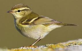 Phylloscopus inornatus 