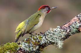 Picus viridis