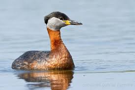 Podiceps grisegena 
