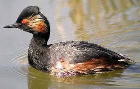 Podiceps nigricollis 