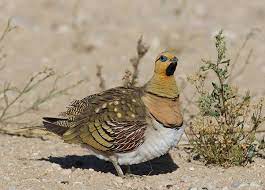 Pterocles alchata