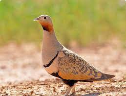 Pterocles orientalis