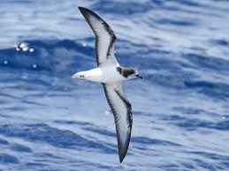 Pterodroma leucoptera 