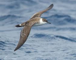 Puffinus gravis