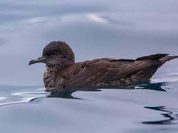 Puffinus tenuirostris