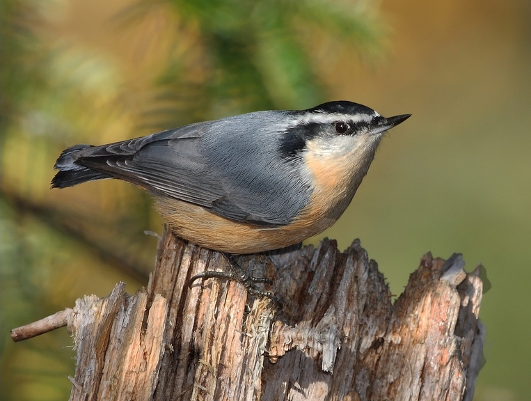 Sitta canadensis 