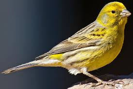 Serinus canaria 
