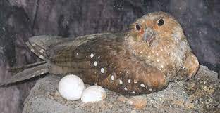 Steatornis caripensis 