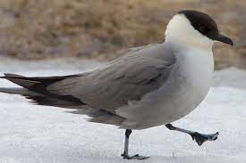 Stercorarius longicaudus