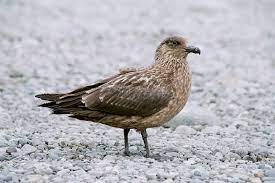 Stercorarius skua