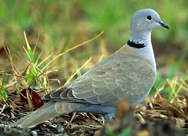 Streptopelia decaocto 