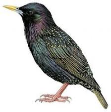Sturnus vulgaris 