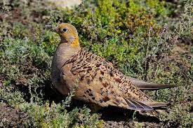 Syrrhaptes paradoxus 